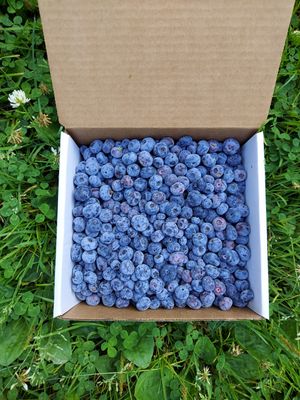 Summer and Winter Pre-Picked Organic Blueberry Subscription