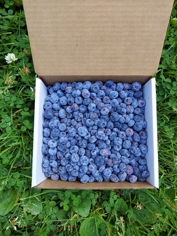 Summer and Winter Pre-Picked Organic Blueberry Subscription