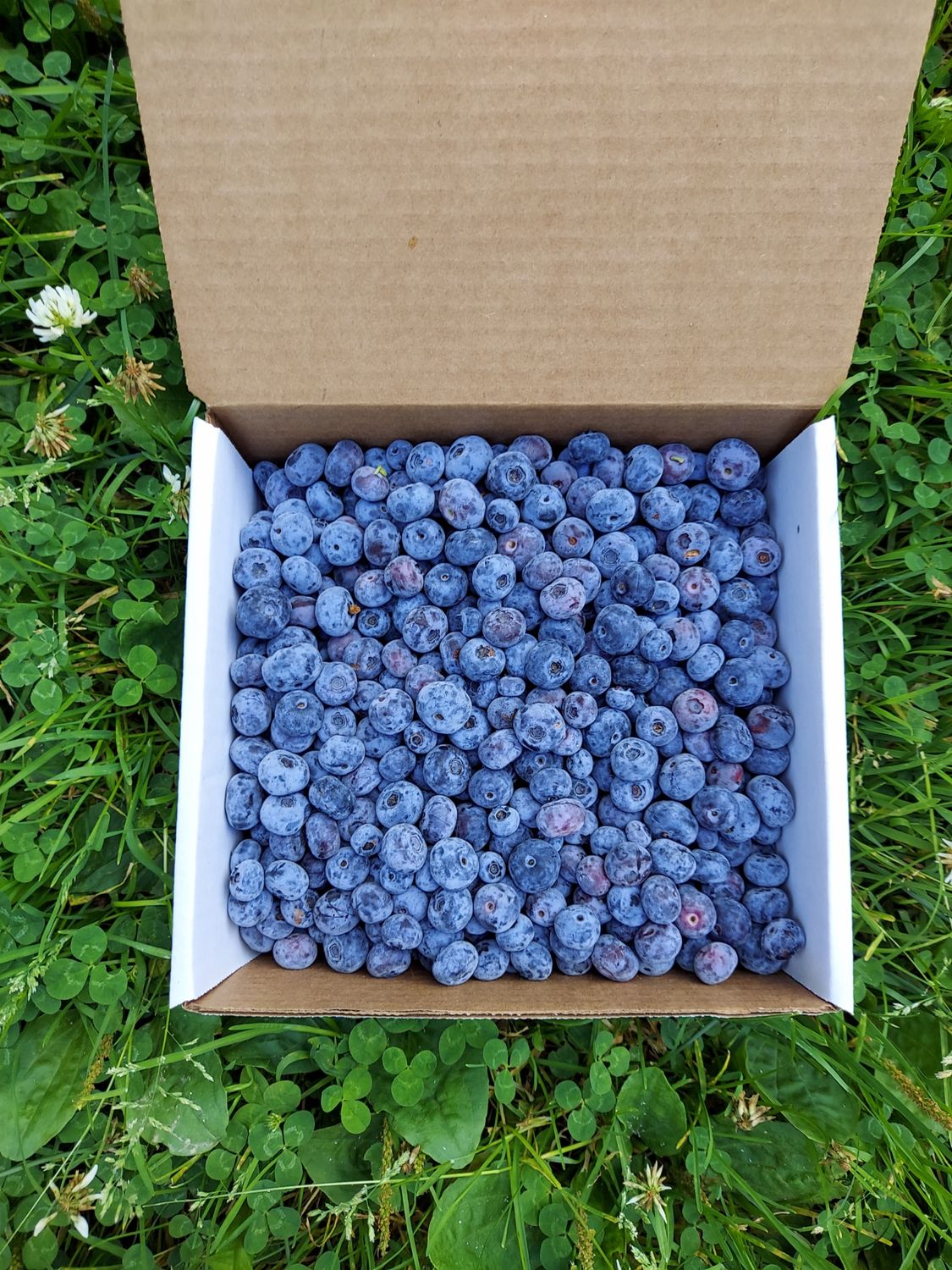 Fall/Winter Frozen Organic Blueberry Subscription