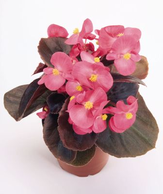 Sommersortiment aus Saatgut