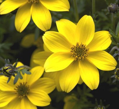 Sommersortiment Stecklinge