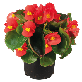 Begonia semperflorens Super Olympia F1 /Eisbegonie