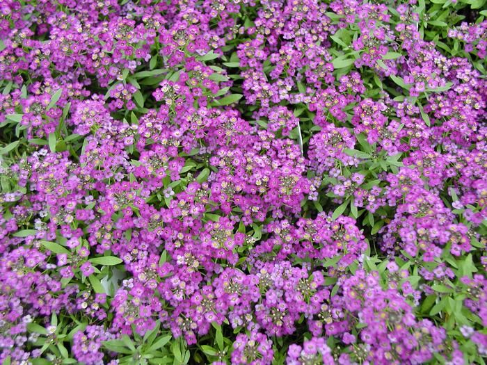 Alyssum / Lobularia | Duftsteinreich