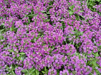 Alyssum / Lobularia | Duftsteinreich