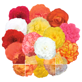 Begonia tuberhybrida Nonstop F1 /Knollenbegonie