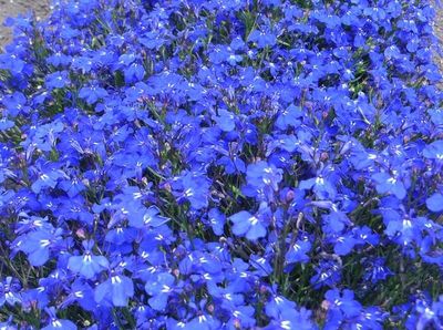 Lobelia erinus | Lobelie