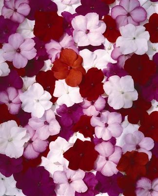 Impatiens walleriana | Fleißiges Lieschen