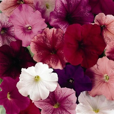Petunia - Hybriden | Petunie