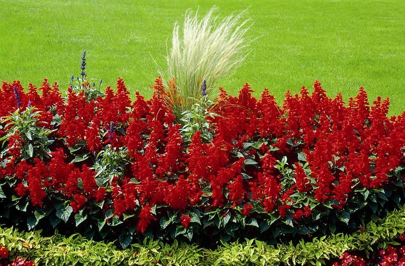 Salvia splendens | Feuersalbei