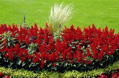 Salvia splendens | Feuersalbei