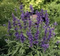 Salvia farinacea | Staudensalbei