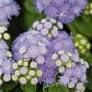 Ageratum houstonianum | Leberbalsam