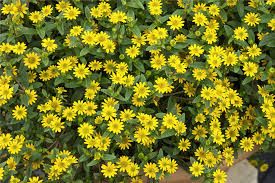 Sanvitalia procumbens | Husarenknopf
