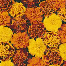 Tagetes patula | Studentenblume
