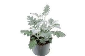 Senecio cineraria | Greiskraut