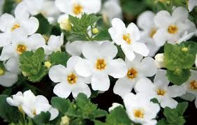 Bacopa monnieri | Schneeflockenblume