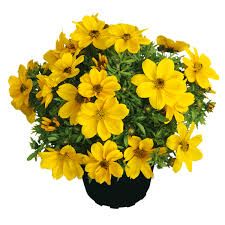 Bidens ferulifolia | Zweizahn
