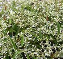 Euphorbia | Zauberschnee