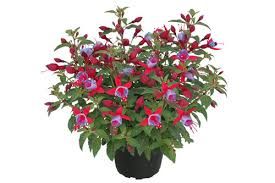 Fuchsia | Fuchsien