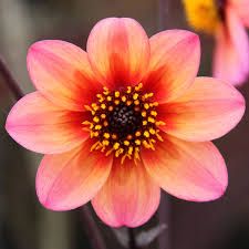 Dahlia | Dahlie