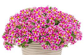 Calibrachoa - Hybriden | Zauberglöckchen