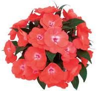 Impatiens Neu-Guinea | Edellieschen