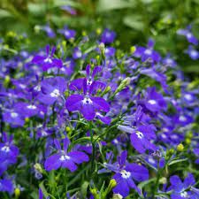 Lobelia | Lobelie