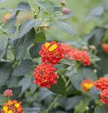 Lantana camara | Wandelröschen