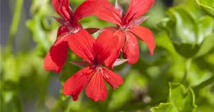 Pelargonium peltatum | Hängegeranie