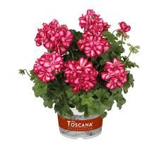 Pelargonium peltatum | Hängegeranie gefüllte Blüte