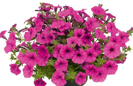 Petunia Vista Serie | Petunie