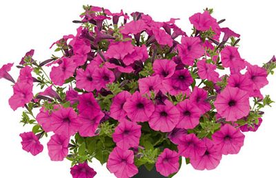 Petunia Vista Serie | Petunie