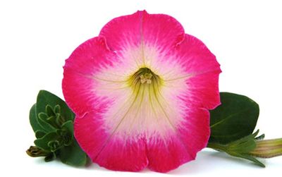 Petunia Veranda Serie | Petunie