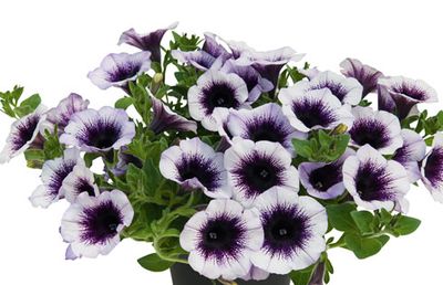 Petunia Spezial | Petunie