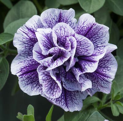 Petunia Tumbelina und Skyfamily | Petunie gefüllte Blüten