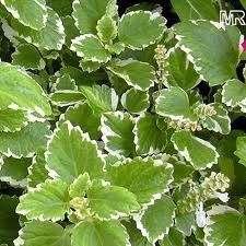 Plectranthus coleoides | Mottenkönig