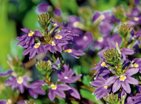 Scaevola aemula | Fächerblume
