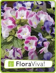 Torenia - Hybriden | Torenie