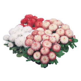 Bellis perennis | Tausendschön