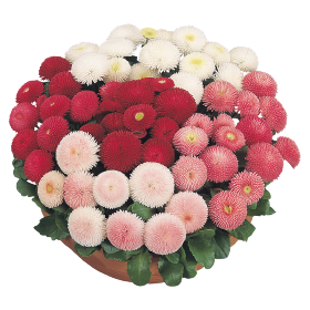 Bellis perennis | Tausendschön