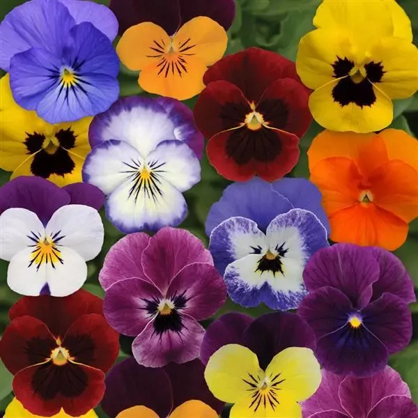 Viola cornuta | Hornveilchen