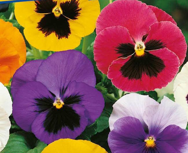 Viola wittrokiana | Stiefmütterchen