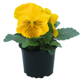 Viola wittrokiana | Stiefmütterchen