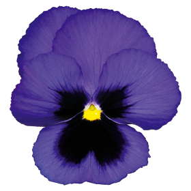 Viola wittrokiana | Stiefmütterchen
