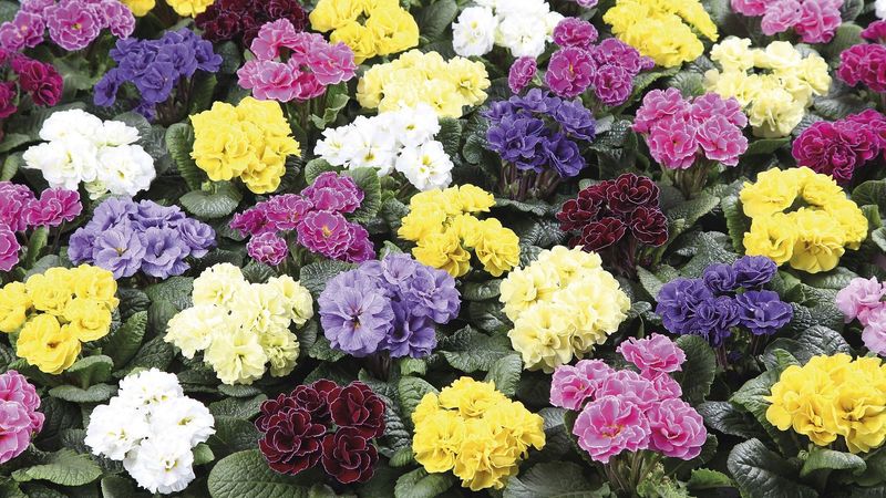 Primula acaulis | Primel