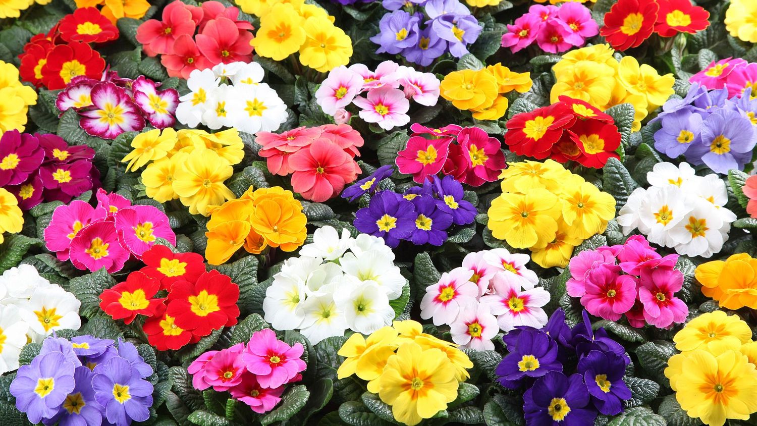 Primula acaulis | Primel