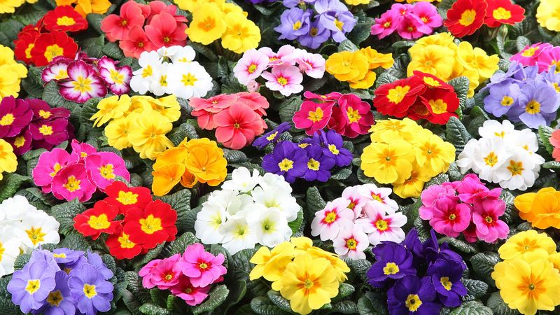 Primula acaulis | Primel