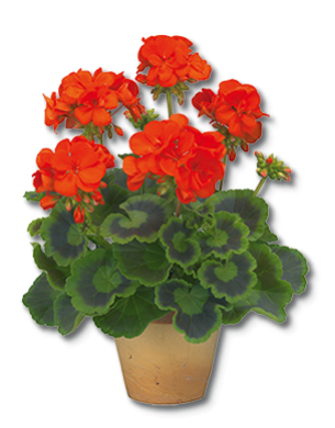Pelargonium zonale | Geranie stehender Wuchs