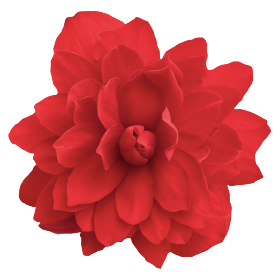 Begonia tuberhybrida Illumination F1 | Hängebegonie