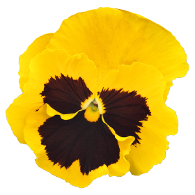 Viola wittrokiana | Stiefmütterchen